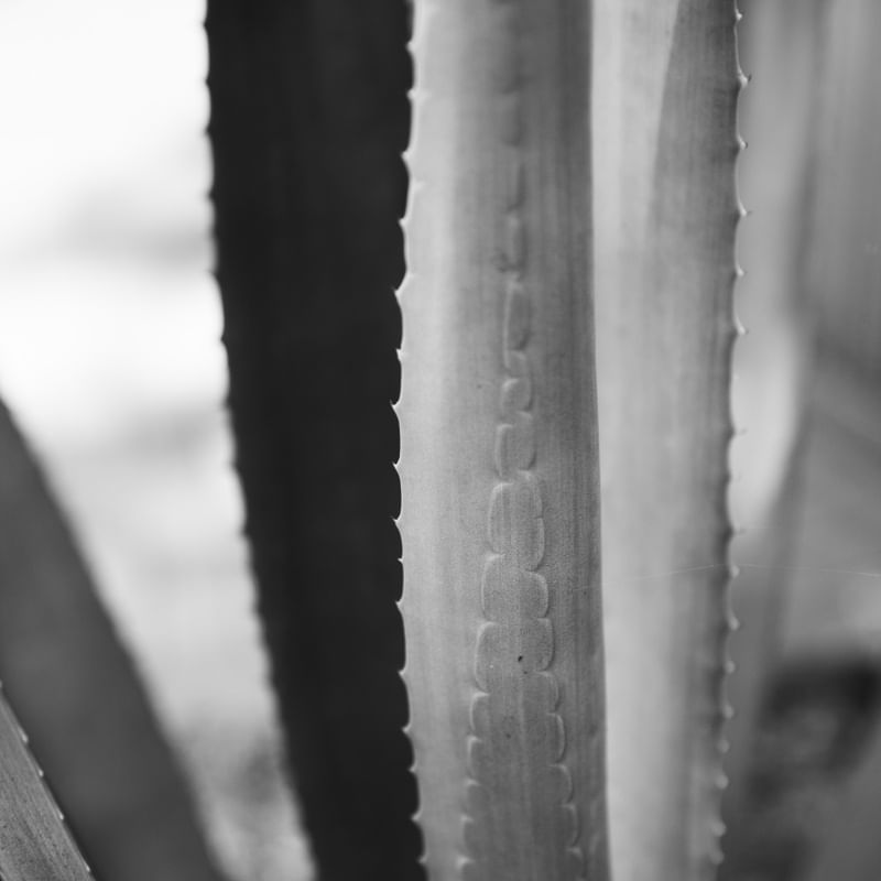 GRAY PLANTS II