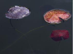 FOLHAS NO LAGO 02