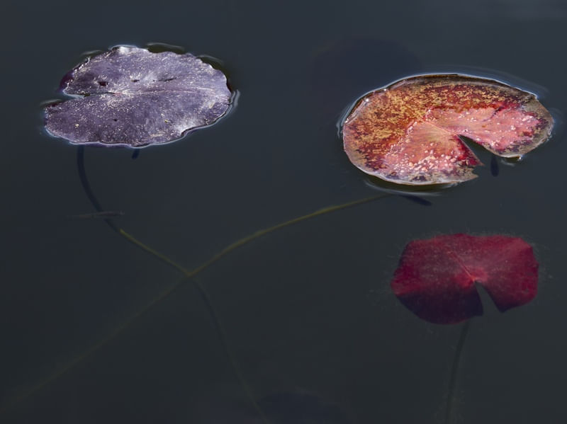FOLHAS NO LAGO 02