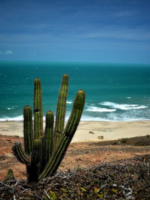 CACTOS JERI