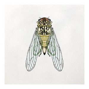 CIGARRA AMARELA