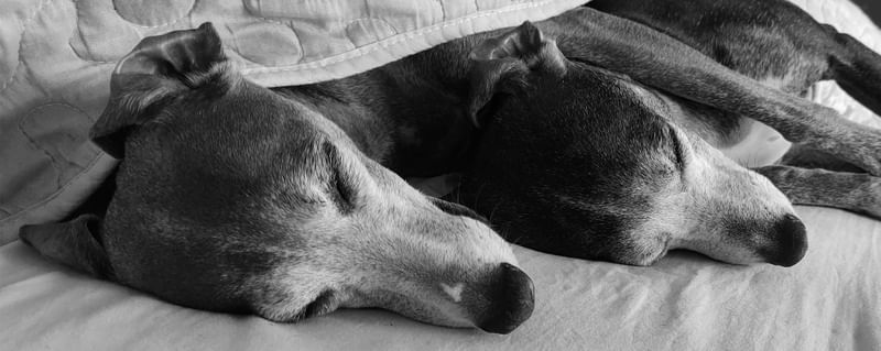 VIDA DE CÃO 1