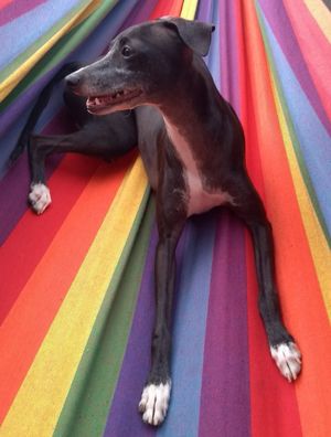 VIDA DE CÃO 4