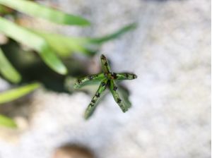 CACTUS9537