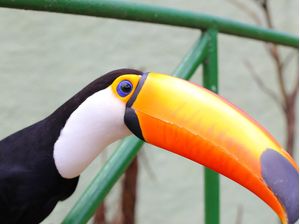 TUCANO9831