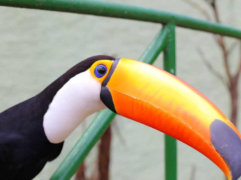 TUCANO9831