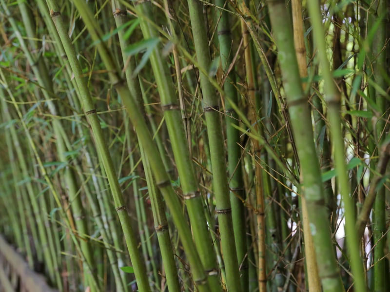 BAMBU9919
