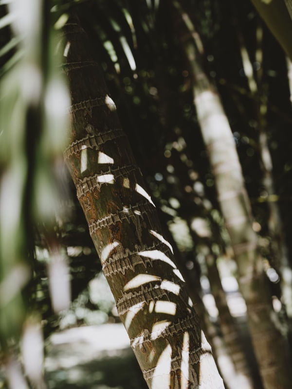 A SOMBRA DO BAMBU