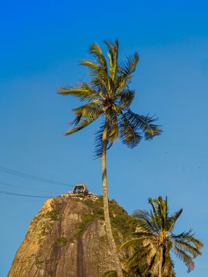 PALMEIRA E BONDINHO