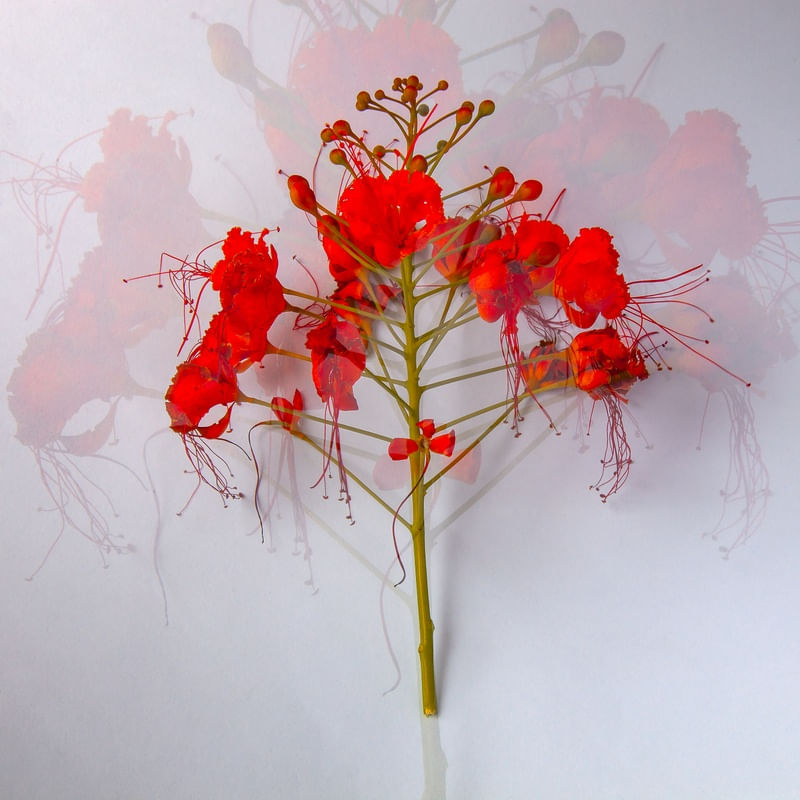 FLOR VERMELHA II DUPLA EXPOSIÇÃO