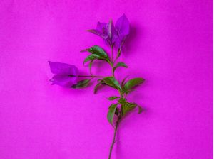 FLOR VERDE E ROSA EM FUNDO ROSA 1