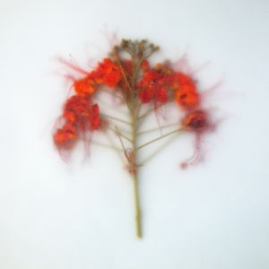 FLOR VERMELHA COM EFEITO JATEADO