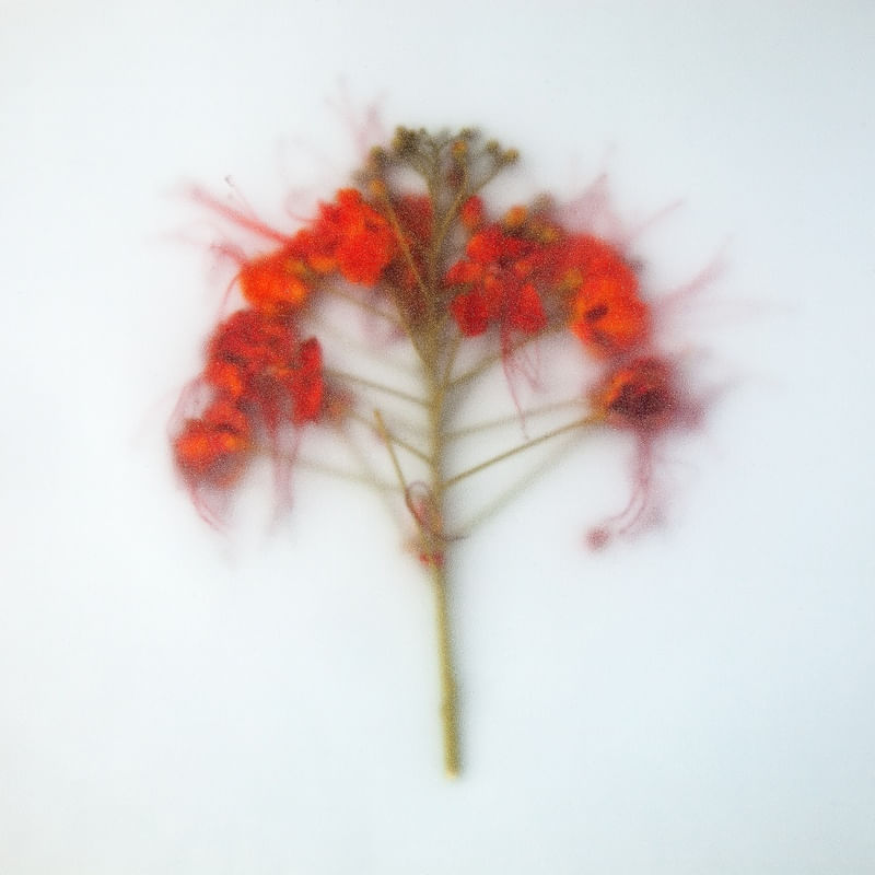 FLOR VERMELHA COM EFEITO JATEADO