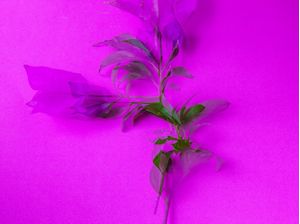 FLOR VERDE E ROSA EM FUNDO ROSA COM DUPLA EXPOSIÇÃO 1