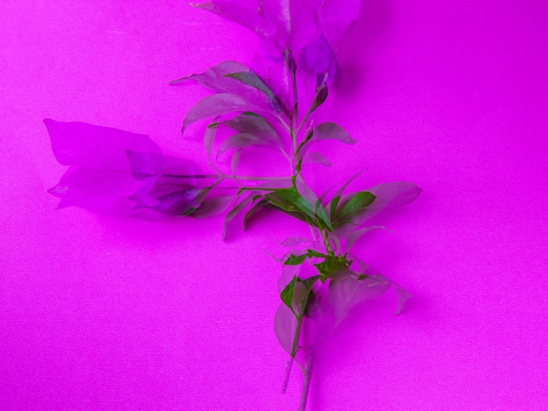 FLOR VERDE E ROSA EM FUNDO ROSA COM DUPLA EXPOSIÇÃO 1