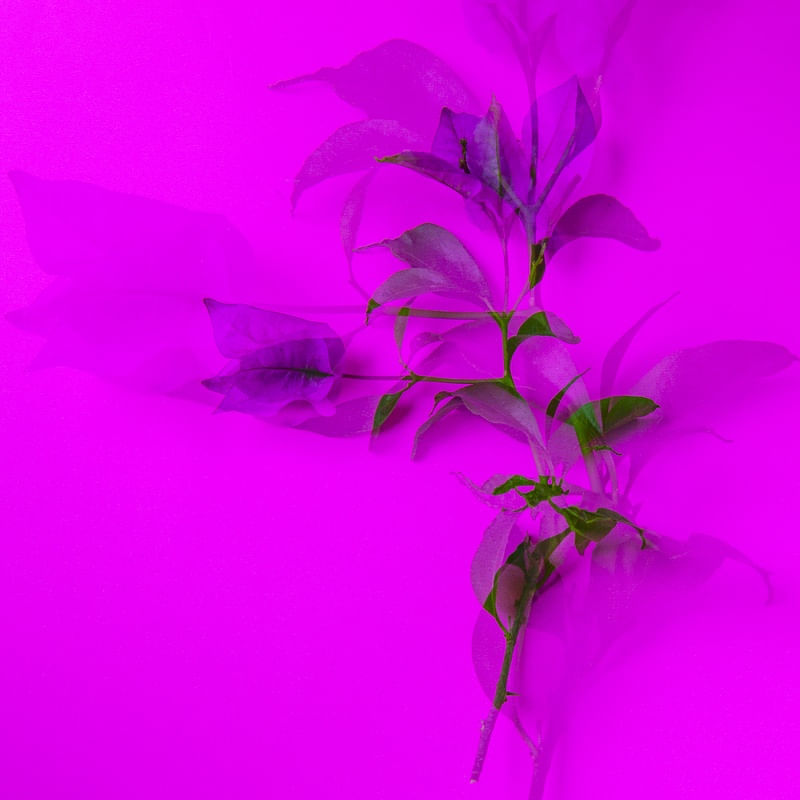 FLOR VERDE E ROSA EM FUNDO ROSA COM DUPLA EXPOSIÇÃO 2 1
