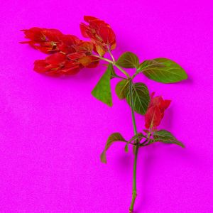 FLOR VERMELHA EM FUNDO ROSA 1