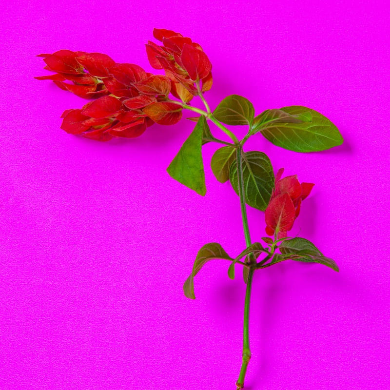 FLOR VERMELHA EM FUNDO ROSA 1