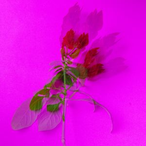 FLOR VERDE E ROSA EM FUNDO ROSA COM DUPLA EXPOSIÇÃO 5