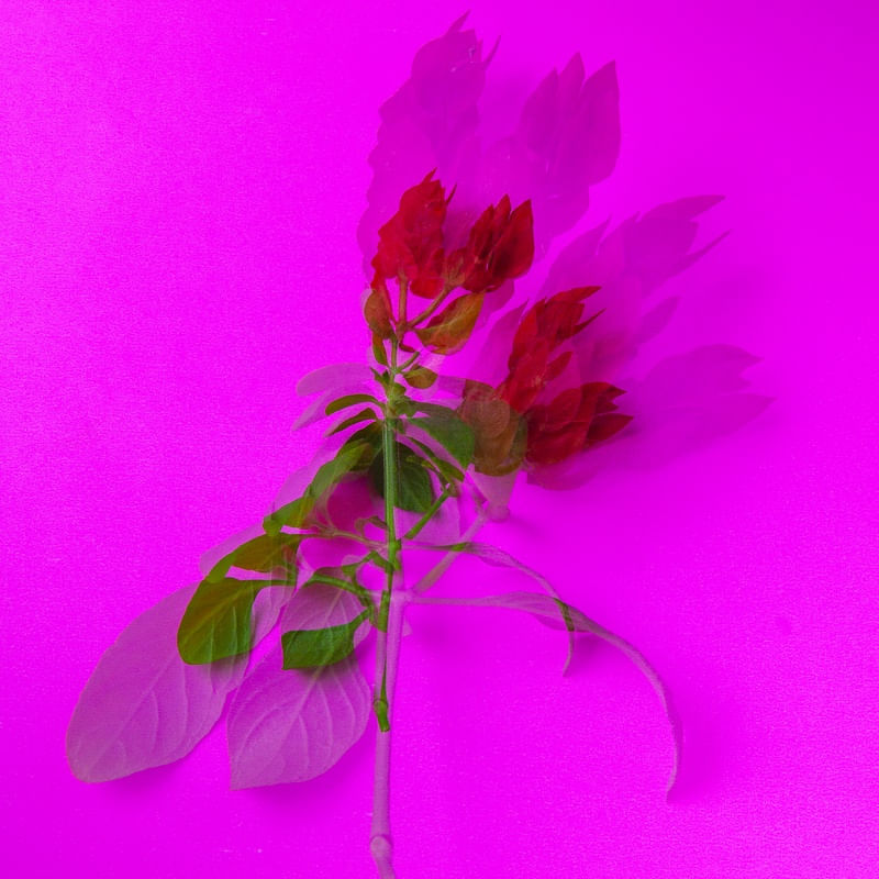 FLOR VERDE E ROSA EM FUNDO ROSA COM DUPLA EXPOSIÇÃO 5