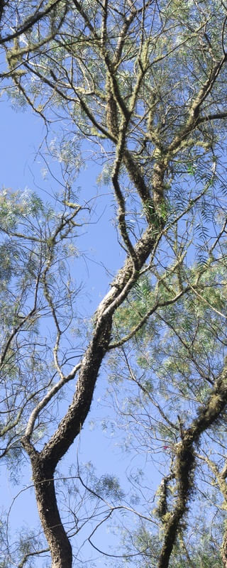 SMELLS LIKE FOREST 2