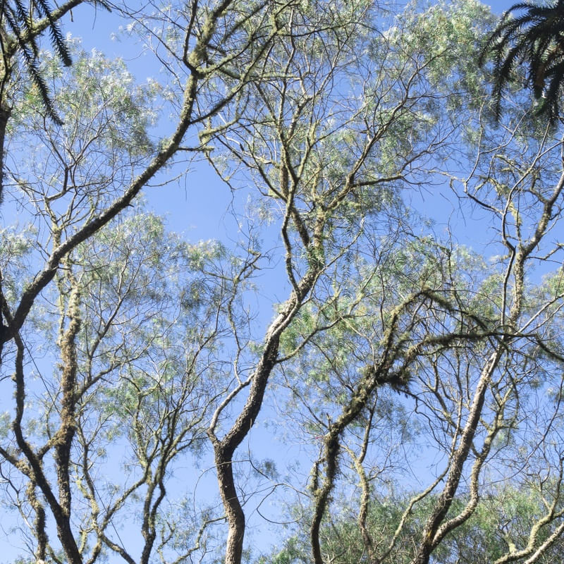 SMELLS LIKE FOREST 3
