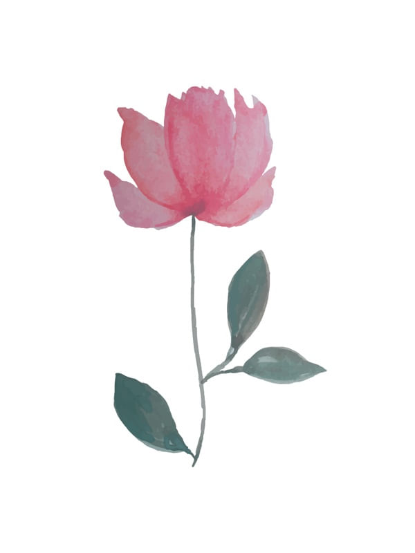 ROSA #18
