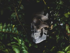 JUNGLE SKULL II