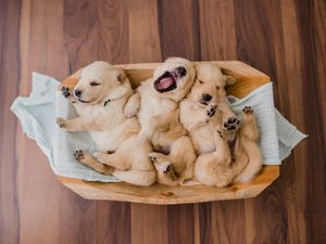 GOLDEN RETRIEVER NEWBORNS 1
