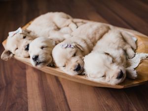 GOLDEN RETRIEVER NEWBORN 2