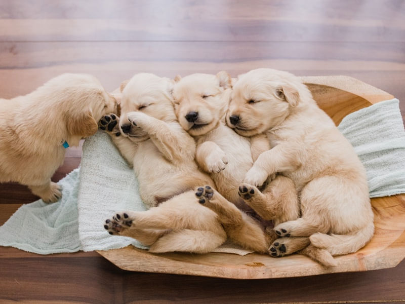 FILHOTES GOLDEN RETRIEVER