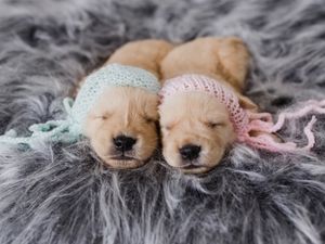 GOLDEN FILHOTES NEWBORN