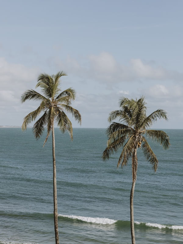 TROPICAL COCONUT TREES
