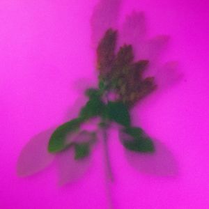 FLOR VERMELHA EM FUNDO ROSA COM EFEITO JATEADO