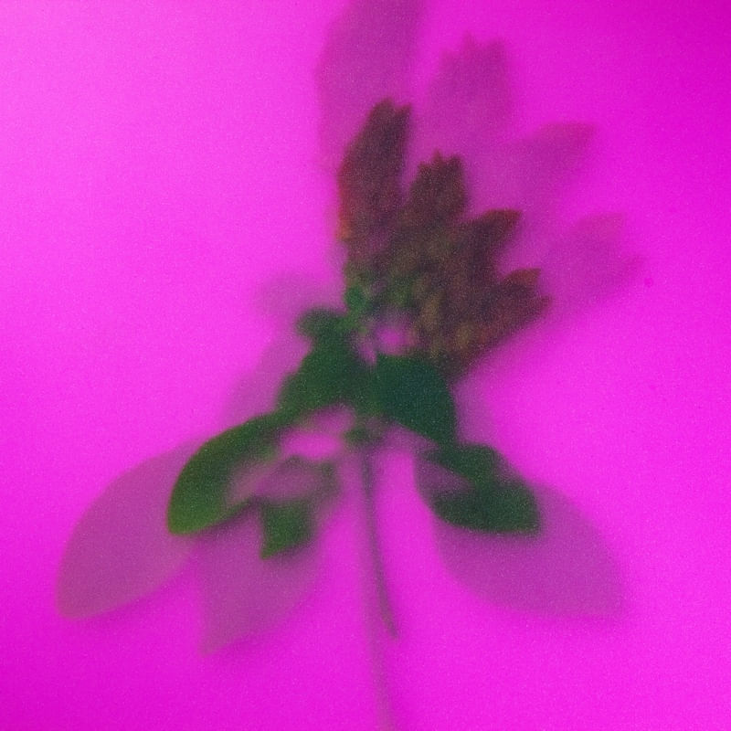 FLOR VERMELHA EM FUNDO ROSA COM EFEITO JATEADO