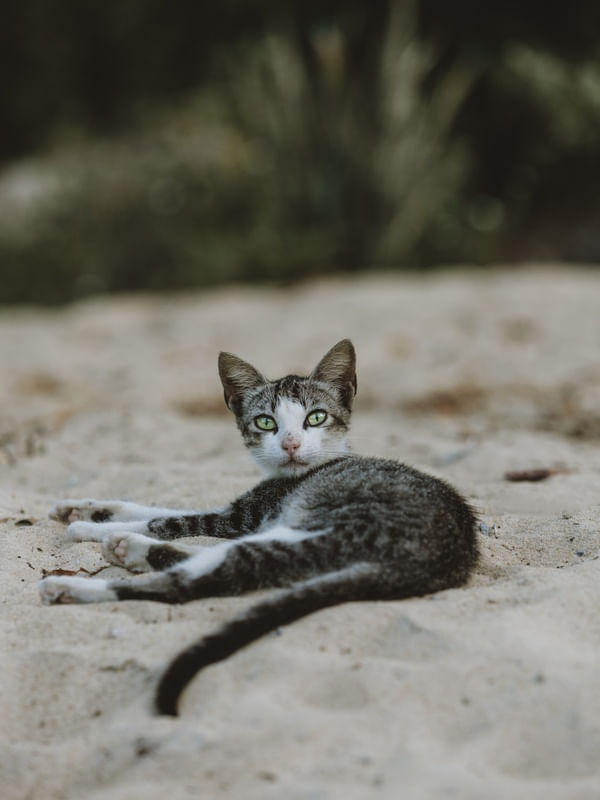 GATO DE AREIA