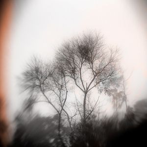 NEBLINA E ARVORES