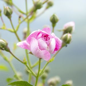 BOTANIC 2