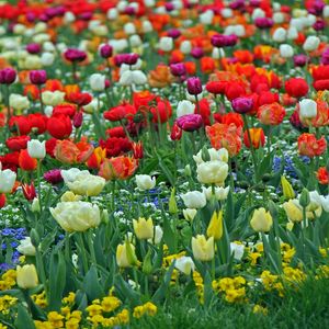 JARDIM DAS TULIPAS I