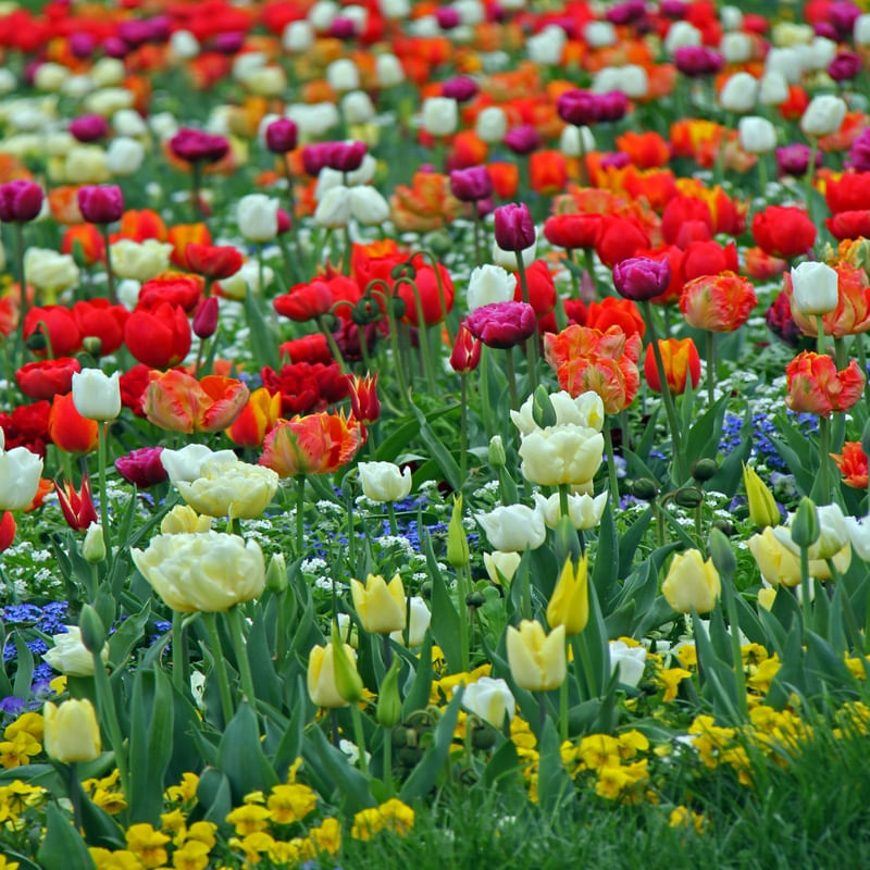 JARDIM DAS TULIPAS I