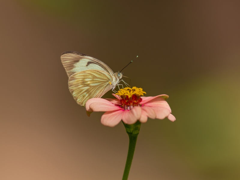NÉCTAR EM FLOR