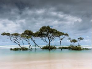 A ARVORE DO MAR DE PERNAMBUCO