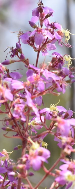 FLORES ROXAS CV 1