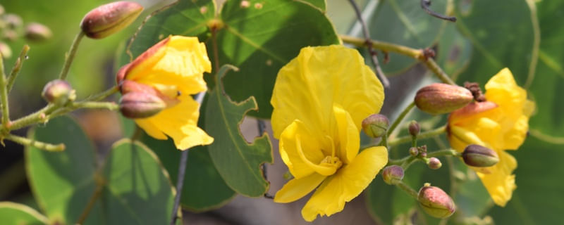 FLORES AMARELAS CV