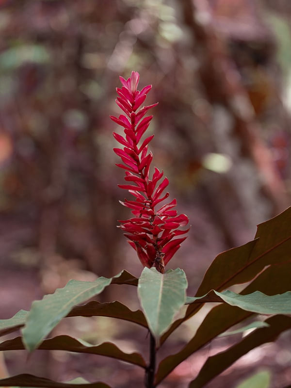 NATUREZA VERMELHAS 2