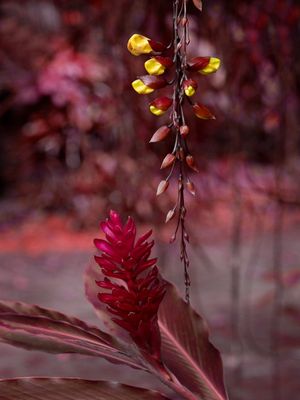 NATUREZA VERMELHAS 3