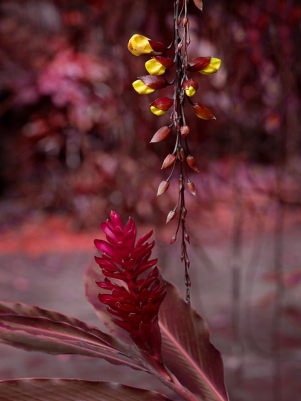 NATUREZA VERMELHAS 3