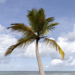 MARÉ TROPICAL