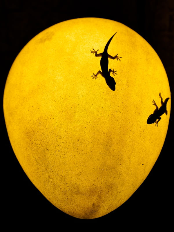 HEMIDACTYLUS FRENATUS