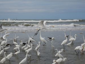 GARÇAS PESCANDO II